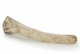 Fossil Plesiosaur Rib Section - Asfla, Morocco #240978-1